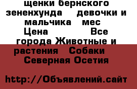 щенки бернского зененхунда. 2 девочки и 2 мальчика(2 мес.) › Цена ­ 22 000 - Все города Животные и растения » Собаки   . Северная Осетия